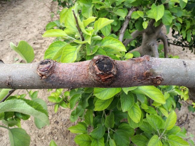 苹果树腐烂病最新防治方法