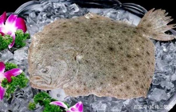 多宝鱼市场最新新闻深度解析