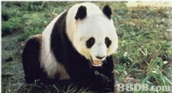 香港四不像生肖图正版软件特色|精选资料解析大全