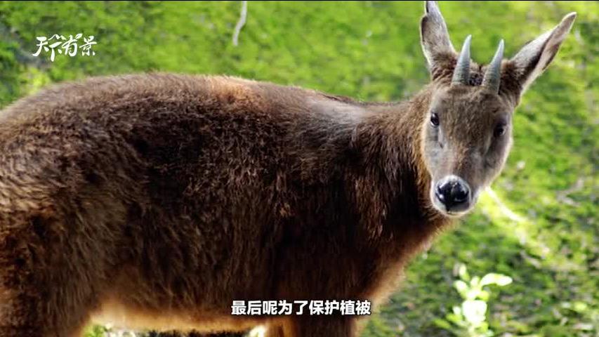 2024新澳今晚资料四不像图|精选资料解析大全