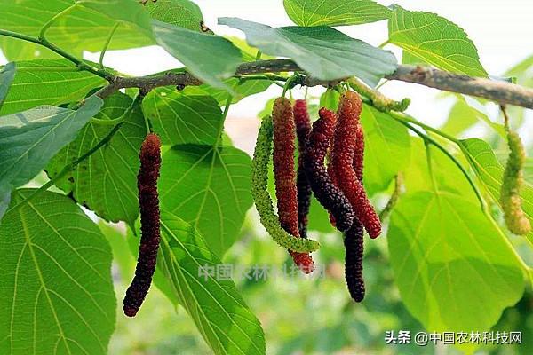 东方集团股票,东方集团股票，投资潜力与市场前景分析