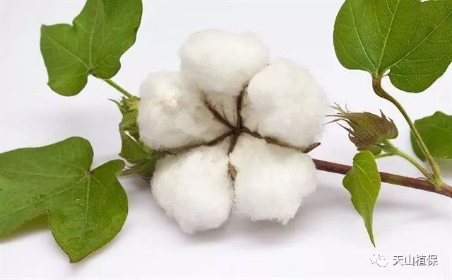 山东棉花最新价格多少钱一斤,山东棉花最新价格分析，多少钱一斤？