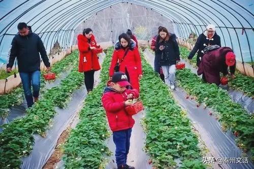 兴化桃花岛最新新闻,兴化桃花岛最新新闻报道