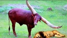 四不像正版 正版四不像2023,四不像正版与正版四不像，探索与反思的交汇点（2023年）
