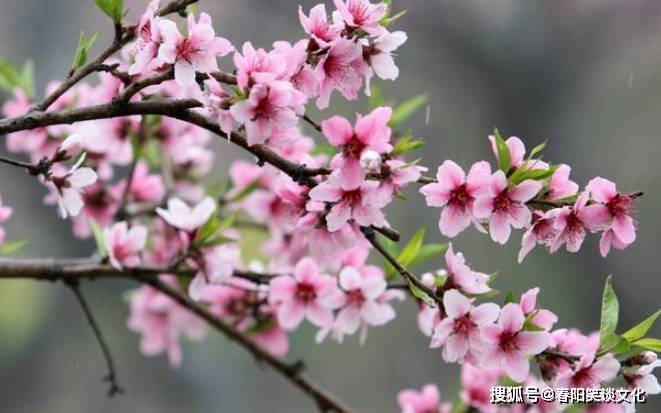 澳门4949资料最经典的一句,澳门4949资料最经典的一句——揭示历史与文化的独特魅力